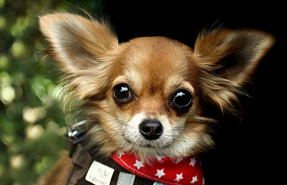 Predstavitev pasme: Čivava